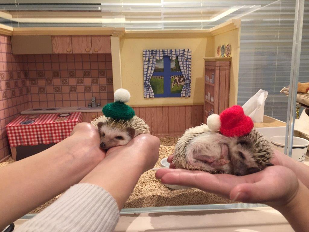 Ingresso para o Hedgehog Cafe em Harajuku - Photo 12