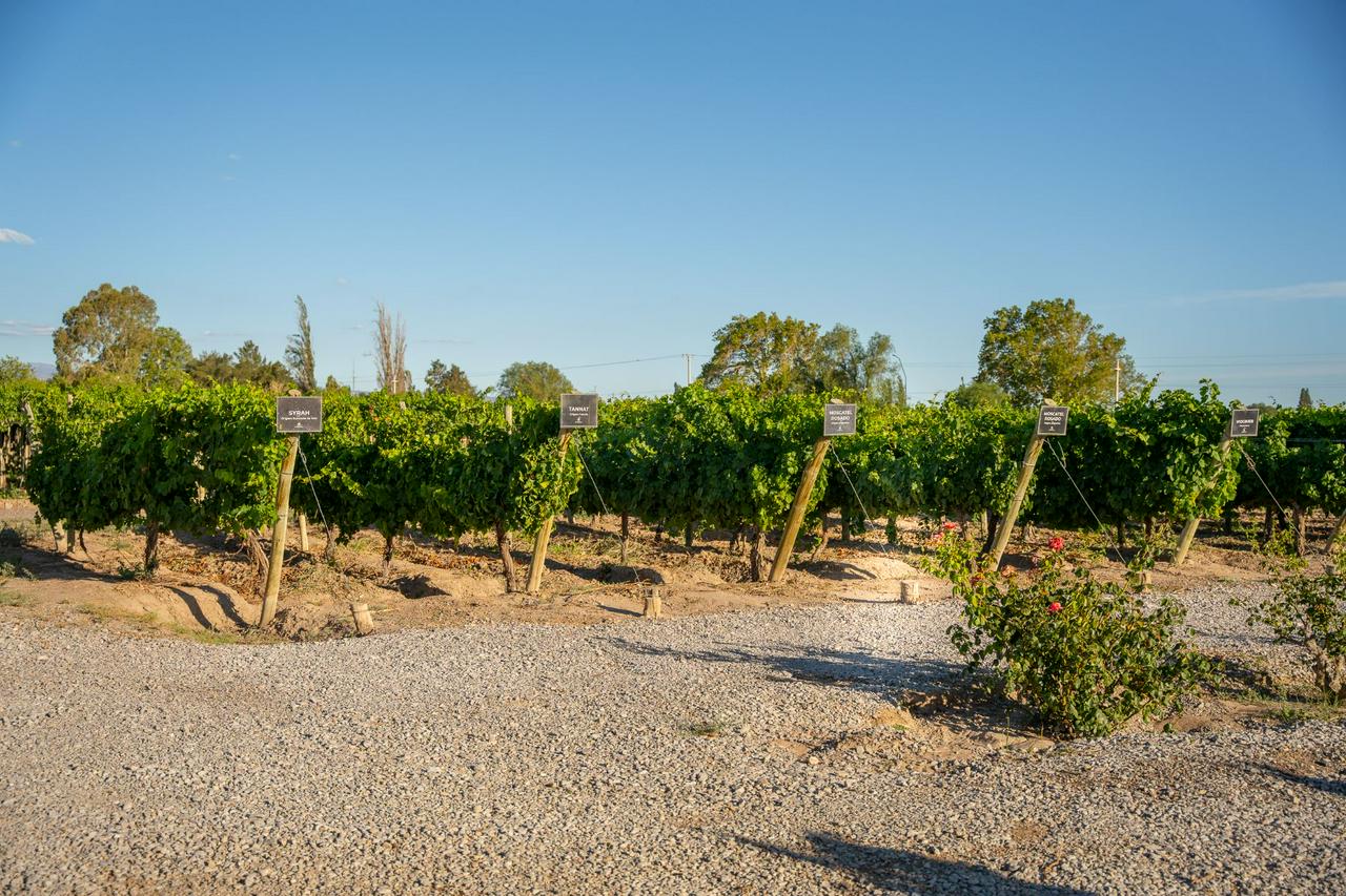 From San Juan: Putruele Winery with Tasting and Pairing - Photo 8