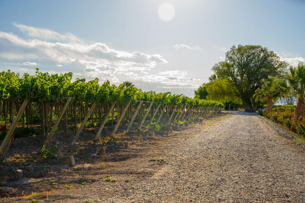 From San Juan: Putruele Winery with Tasting and Pairing - Photo 10