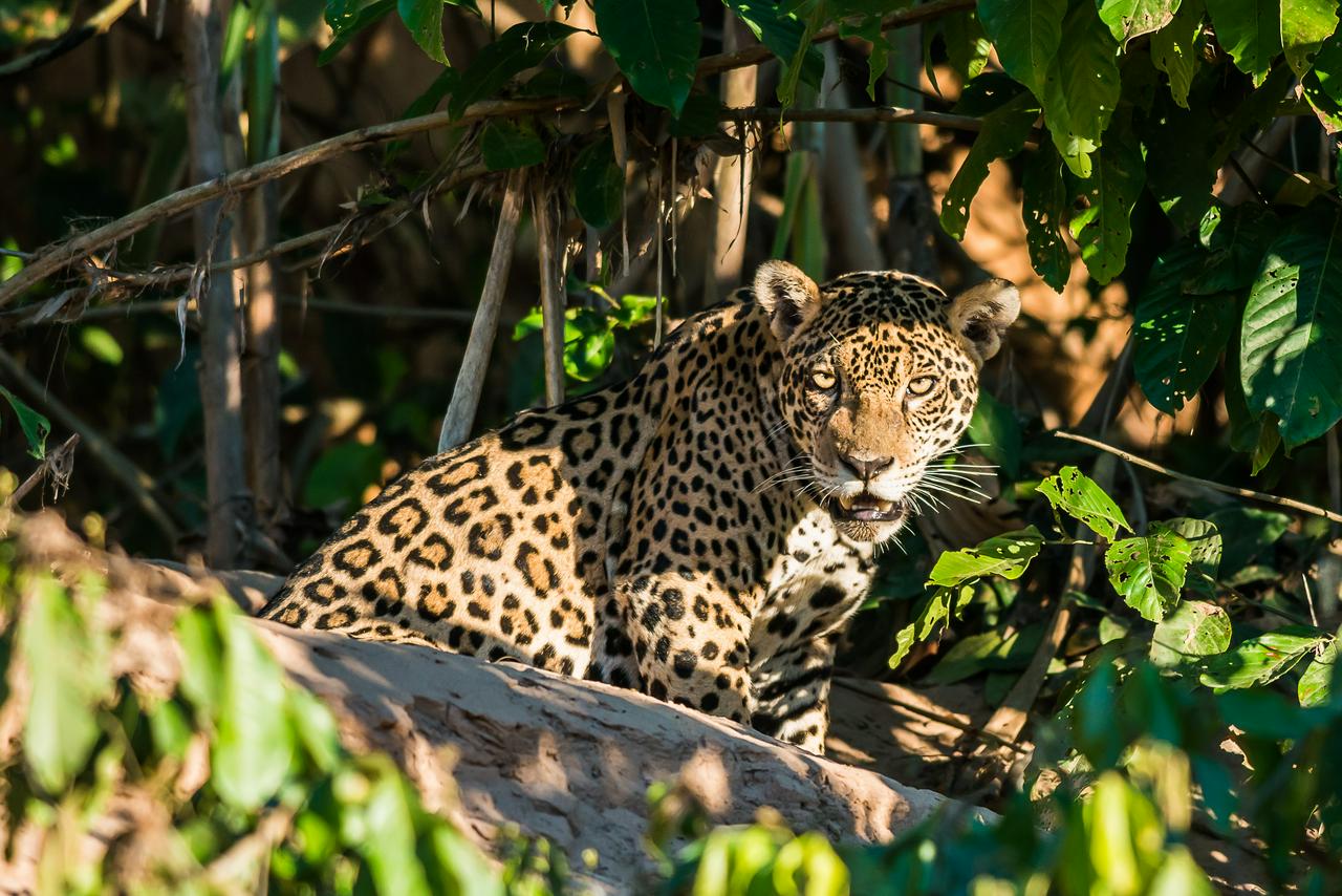 3 dias de vida selvagem na Amazônia: Fuga da floresta tropical de Manu - Photo 2