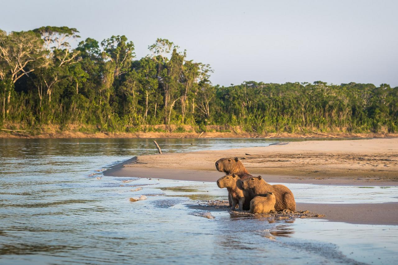 3 dias de vida selvagem na Amazônia: Fuga da floresta tropical de Manu - Photo 4