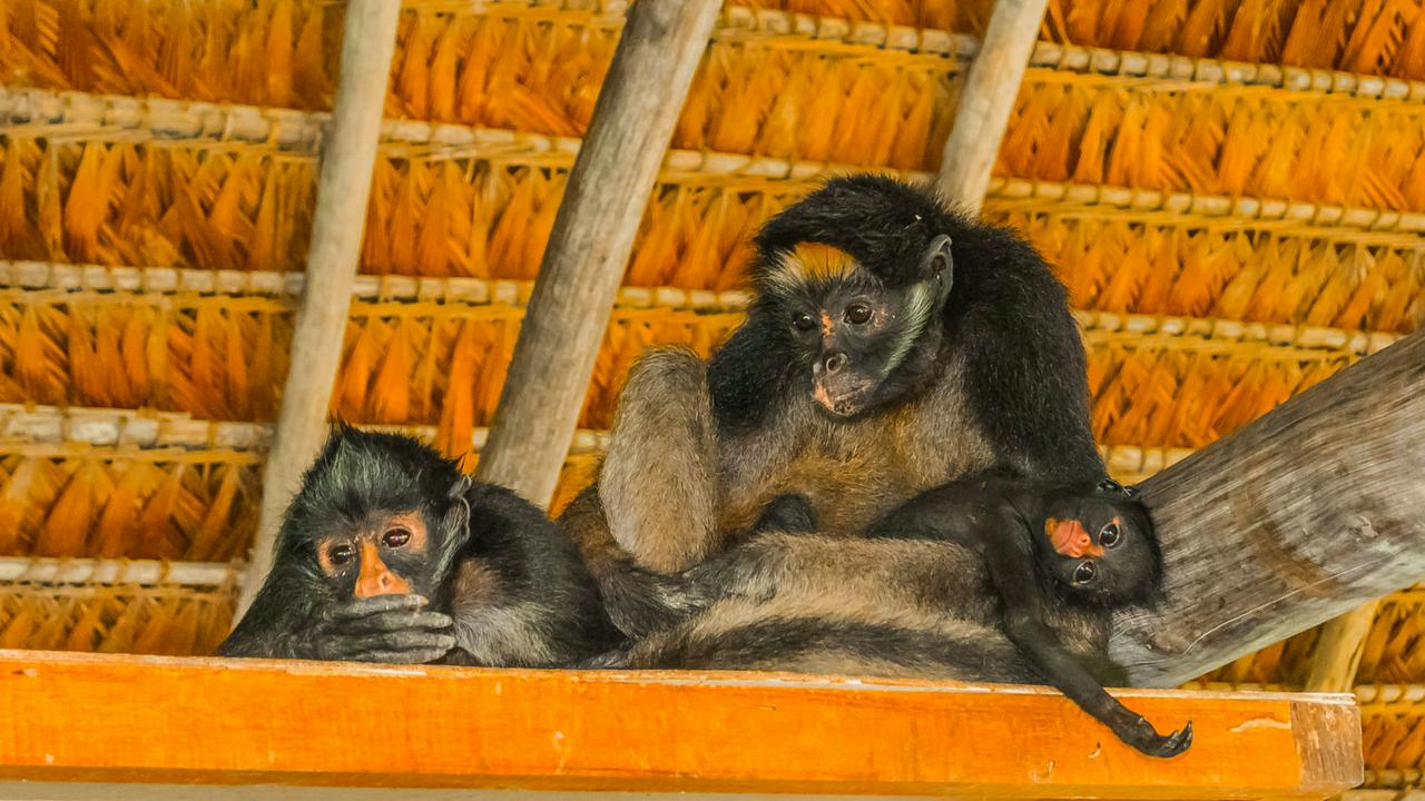 3 dias de vida selvagem na Amazônia: Fuga da floresta tropical de Manu - Photo 6