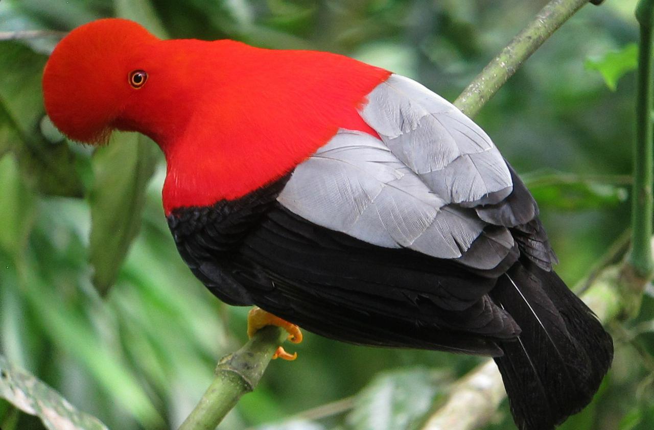 3 dias de vida selvagem na Amazônia: Fuga da floresta tropical de Manu - Photo 7