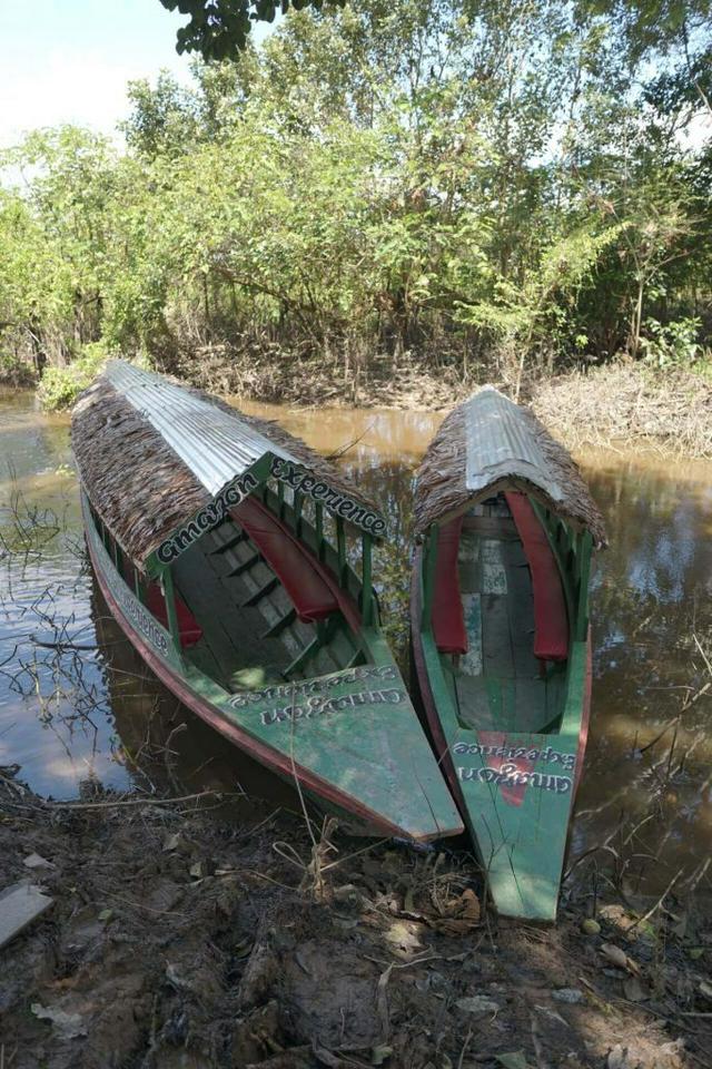 3 dias de vida selvagem na Amazônia: Fuga da floresta tropical de Manu - Photo 13