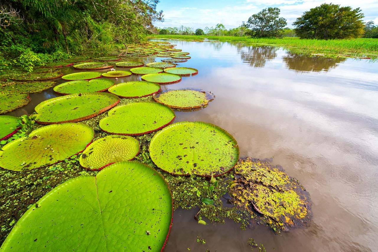 3 dias de vida selvagem na Amazônia: Fuga da floresta tropical de Manu - Photo 16