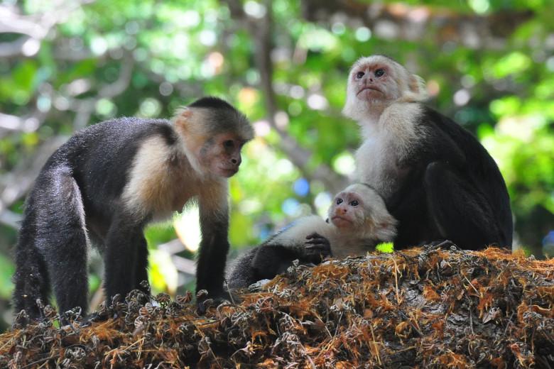Manus Park Odyssey: Embarque em uma expedição de 4 dias na selva - Photo 4