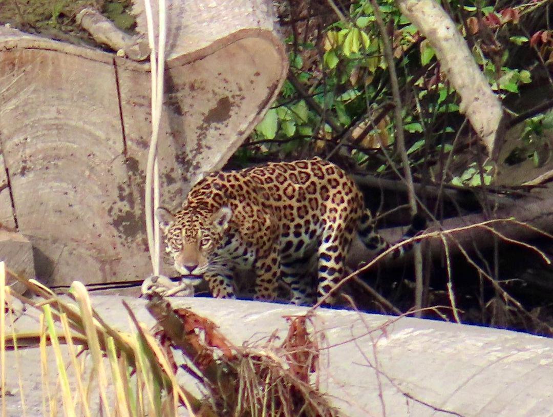 Manus Park Odyssey: Embarque em uma expedição de 4 dias na selva - Photo 9