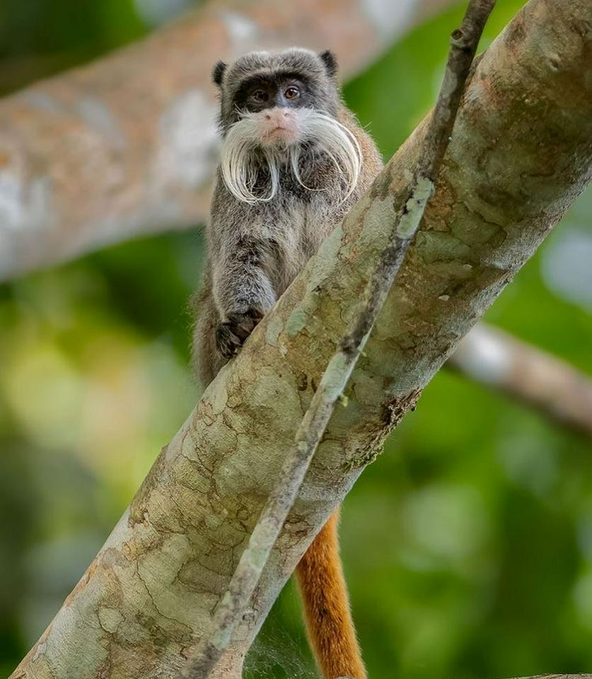 Manus Park Odyssey: Embarque em uma expedição de 4 dias na selva - Photo 13