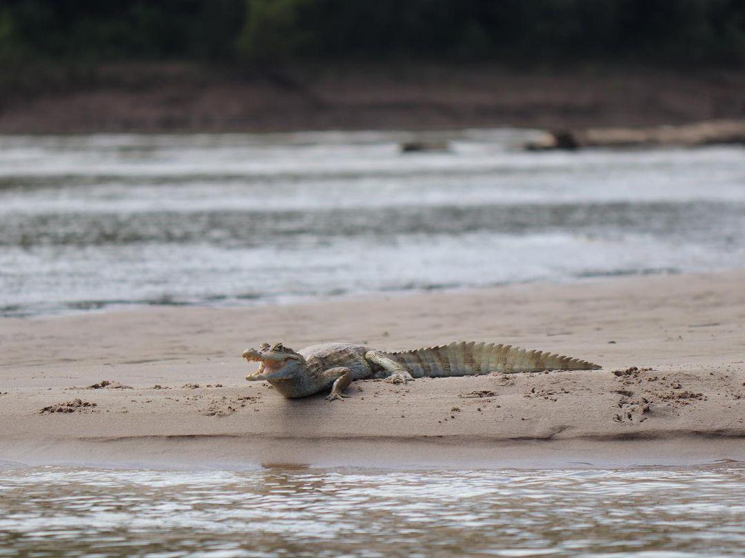 Manus Park Odyssey: Embarque em uma expedição de 4 dias na selva - Photo 14