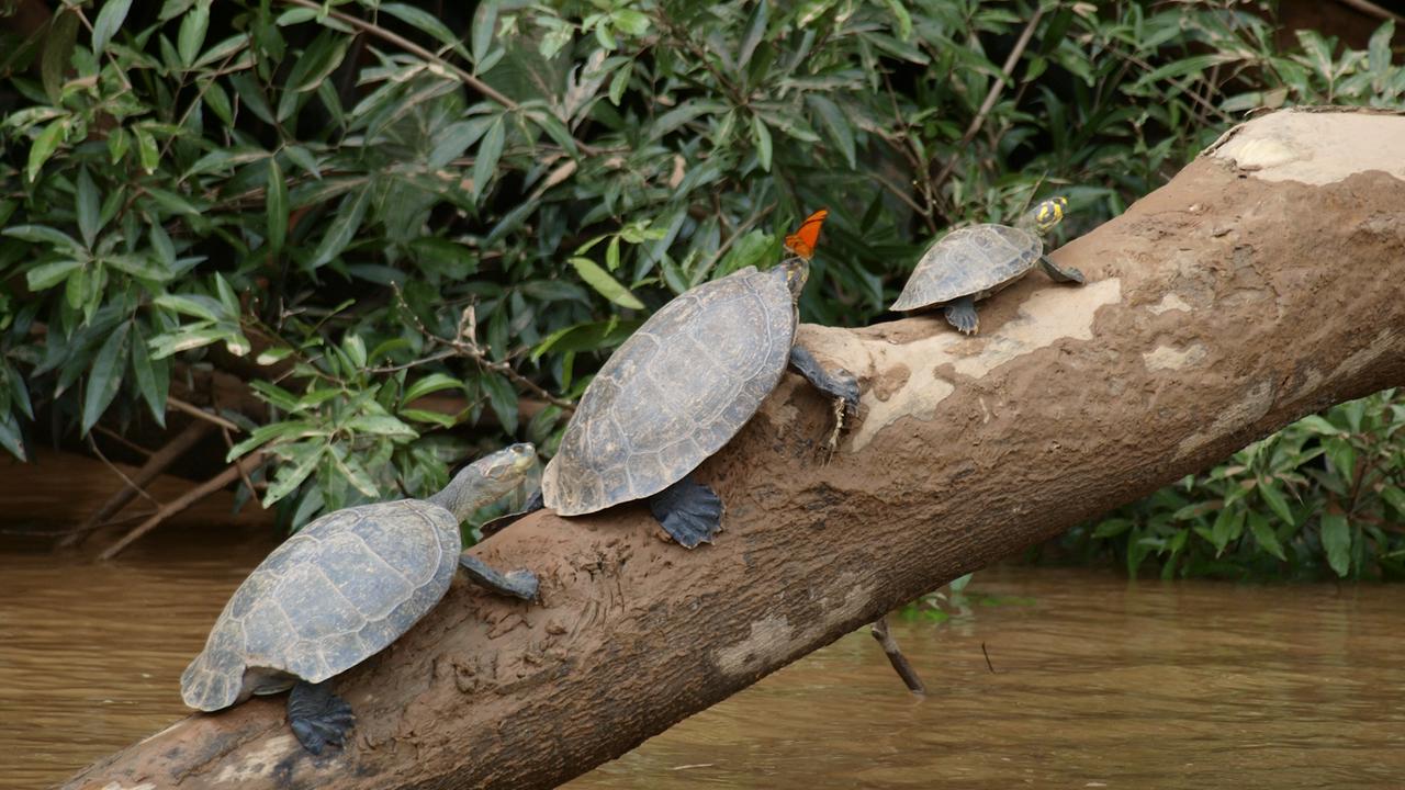 Manus Park Odyssey: Embarque em uma expedição de 4 dias na selva - Photo 17