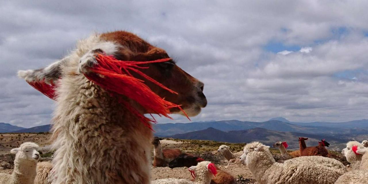 Trekking no Canyon do Colca - Três dias e duas noites - Photo 11
