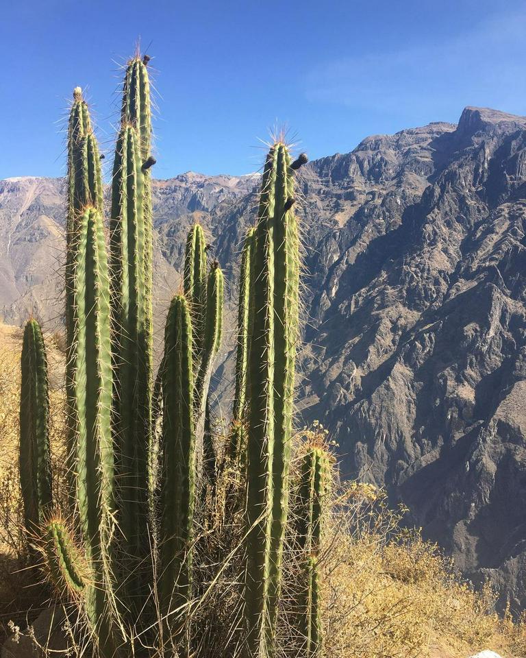 Trekking no Canyon do Colca - Três dias e duas noites - Photo 12