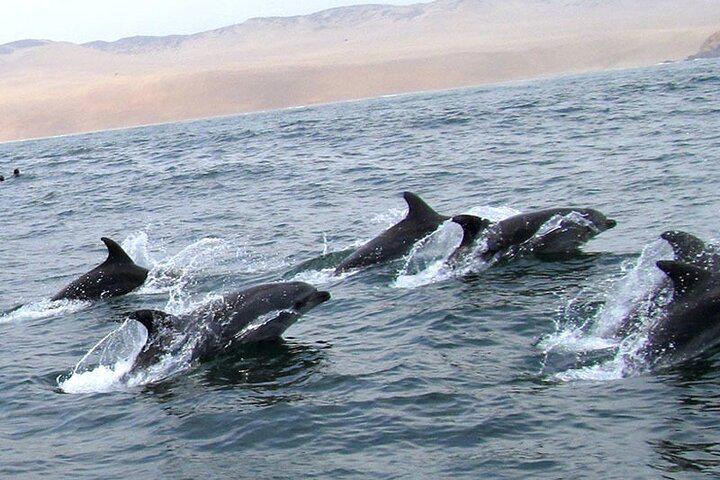Nadando com Leões Marinhos nas Ilhas Palomino Lima - Photo 3