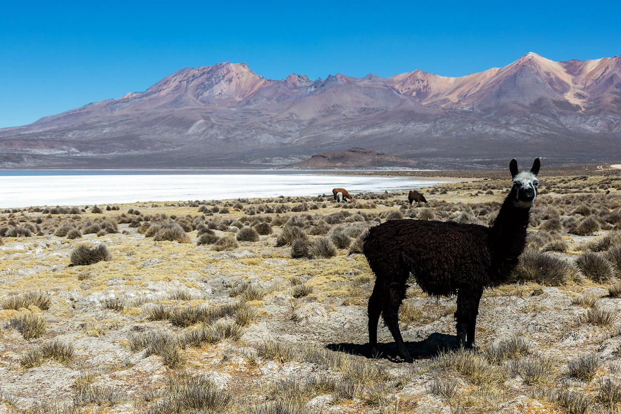Experiência Mini Uyuni - Lago Salinas - Photo 6