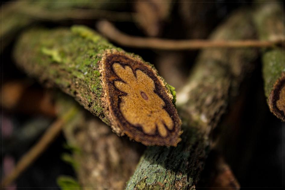 Extended Ayahuasca Experience - 4 Days of Transformation - Photo 8