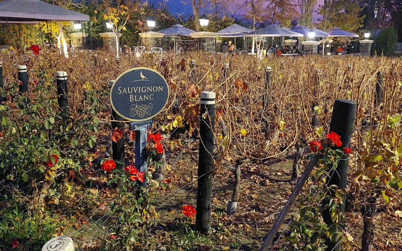 Alyan Sunset Vineyard inclui transferes - Photo 11