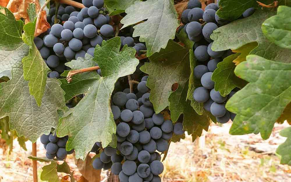 Alyan Sunset Vineyard inclui transferes - Photo 16
