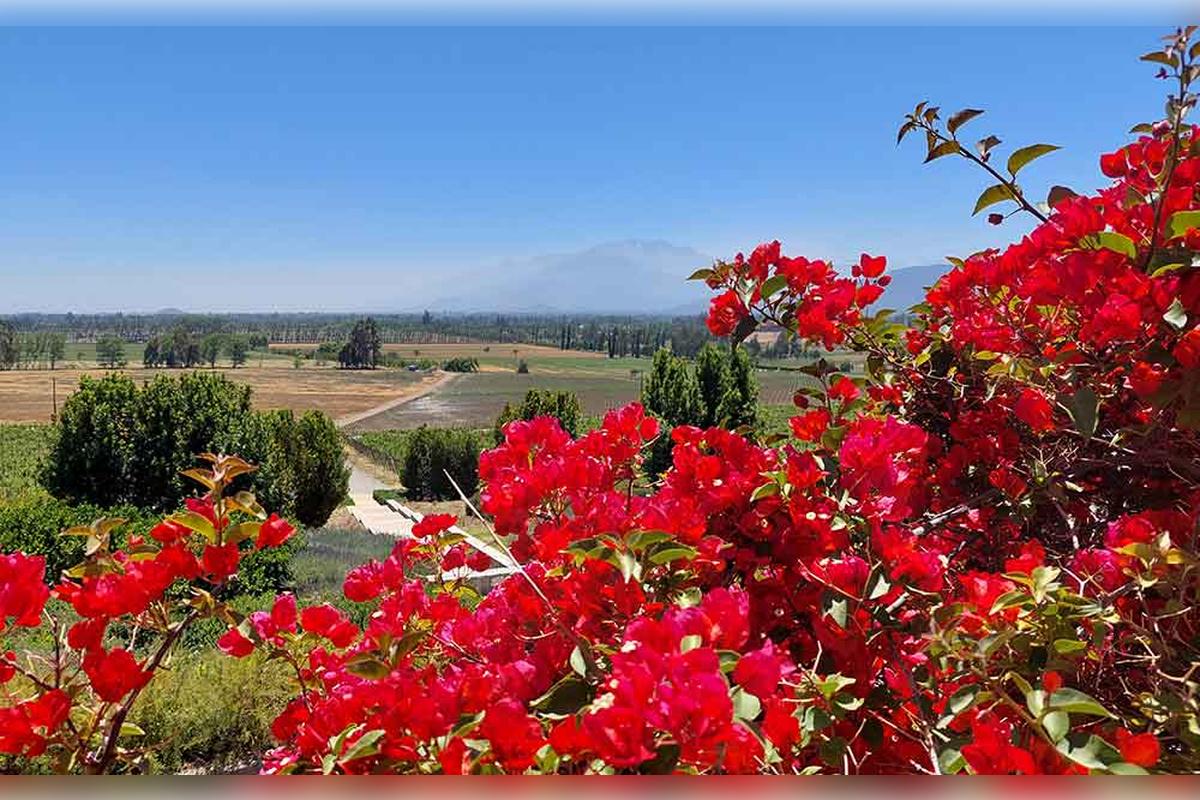 Haras de Pirque Vineyard with transfers - Photo 15