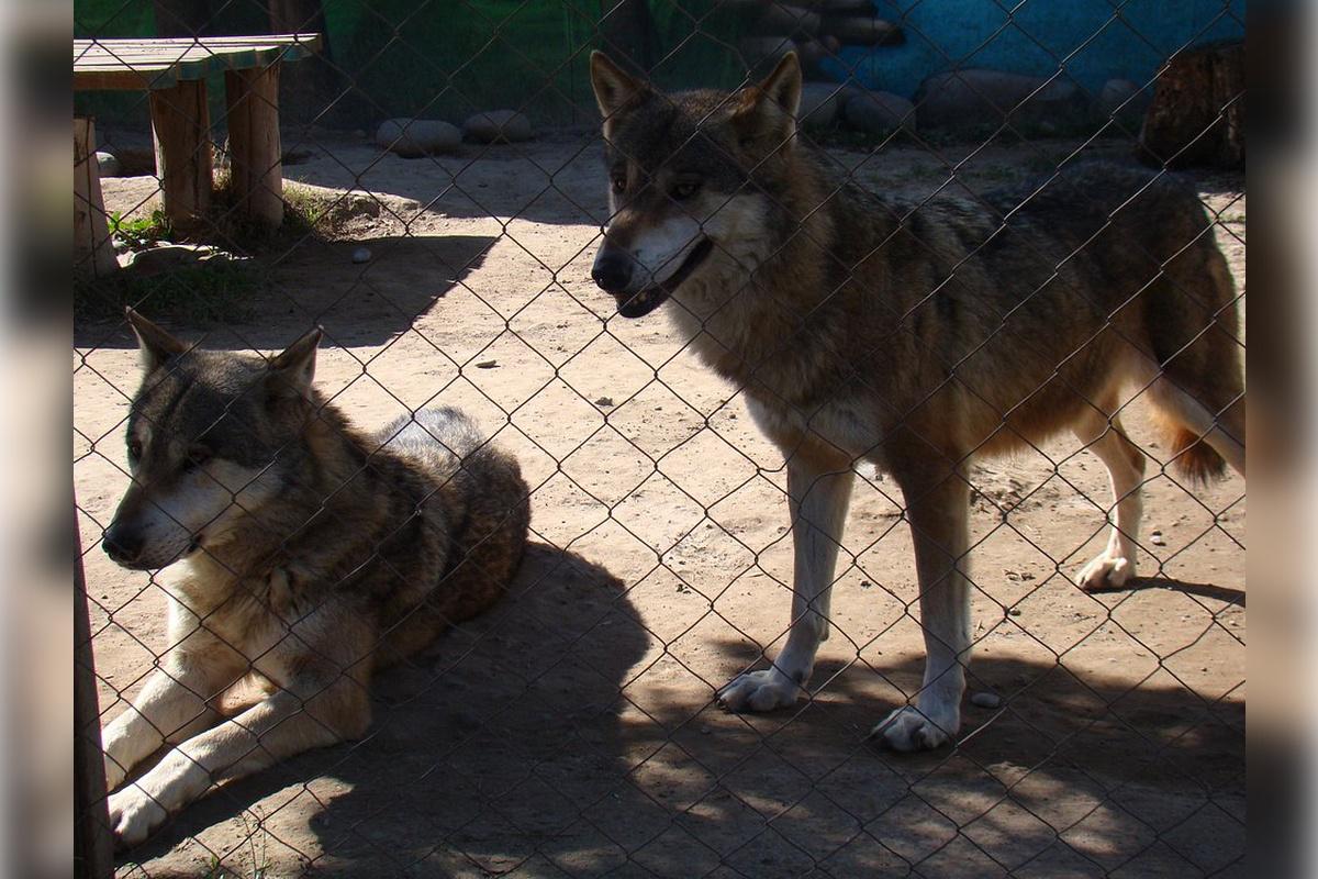 Rancagua Safari Park - Photo 4