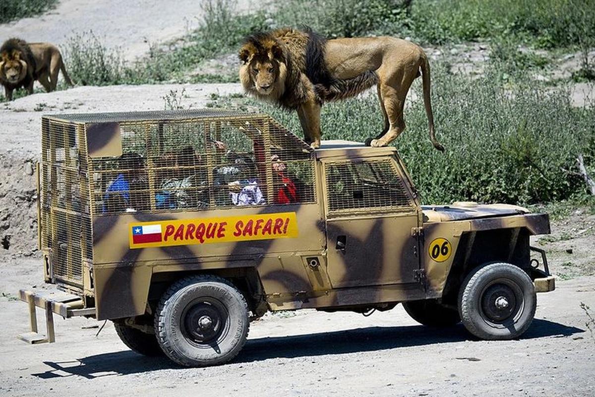 Rancagua Safari Park - Photo 10