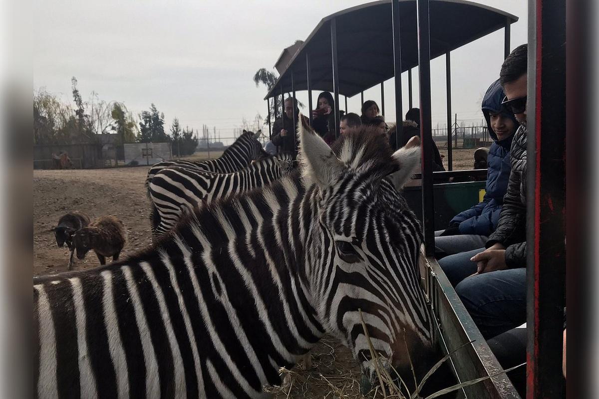 Rancagua Safari Park - Photo 11
