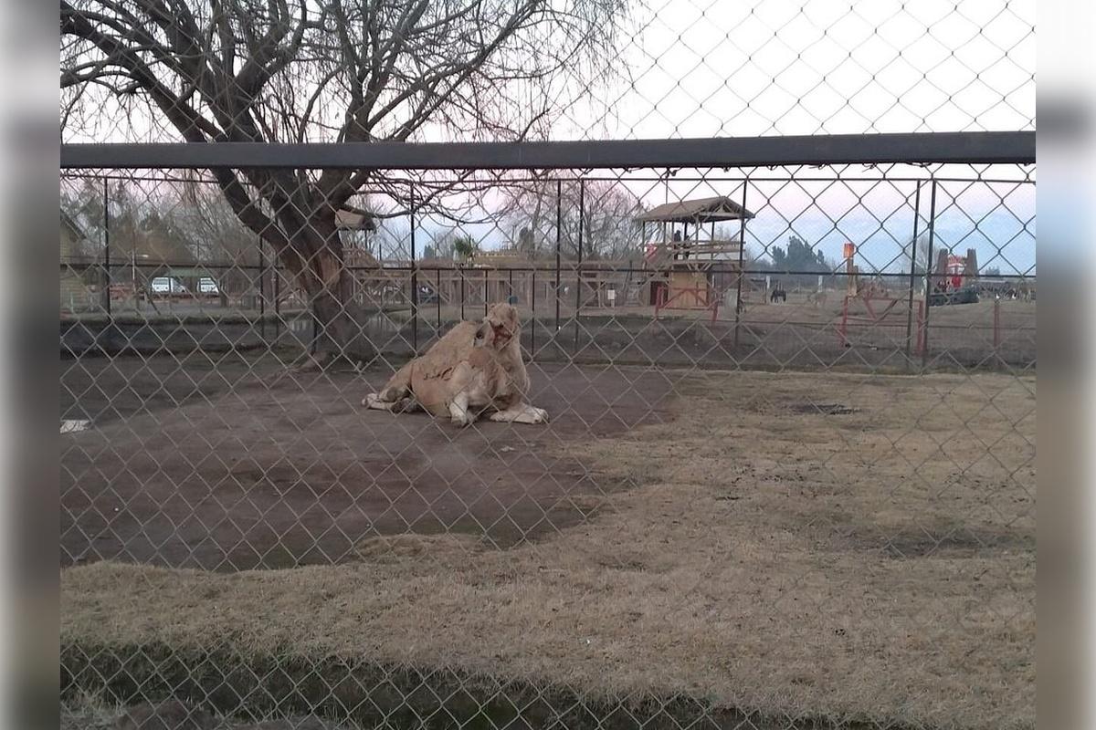 Rancagua Safari Park - Photo 12