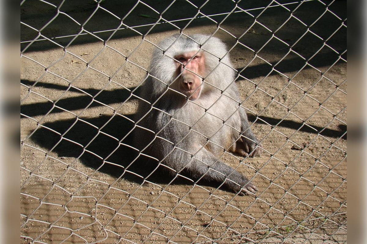 Rancagua Safari Park - Photo 13
