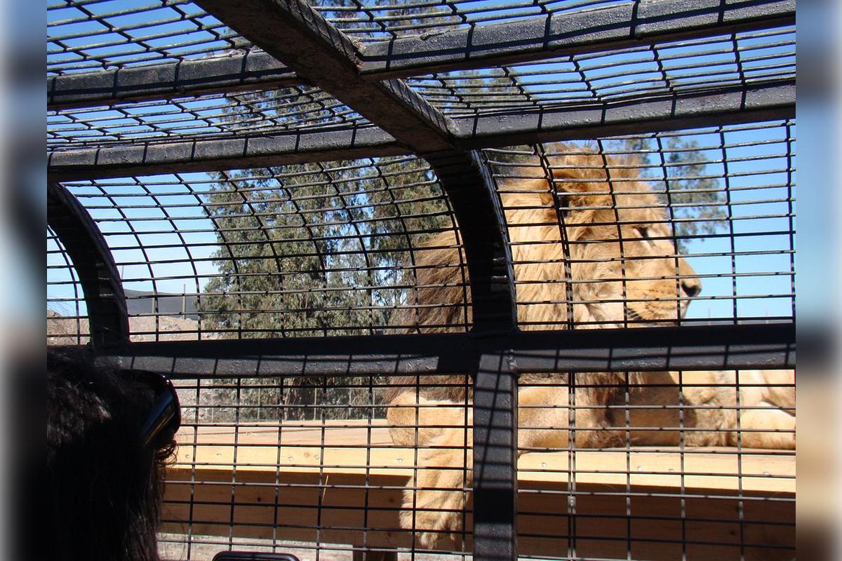 Rancagua Safari Park - Photo 16