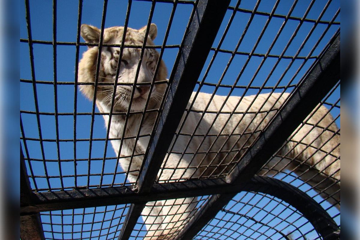 Rancagua Safari Park - Photo 17
