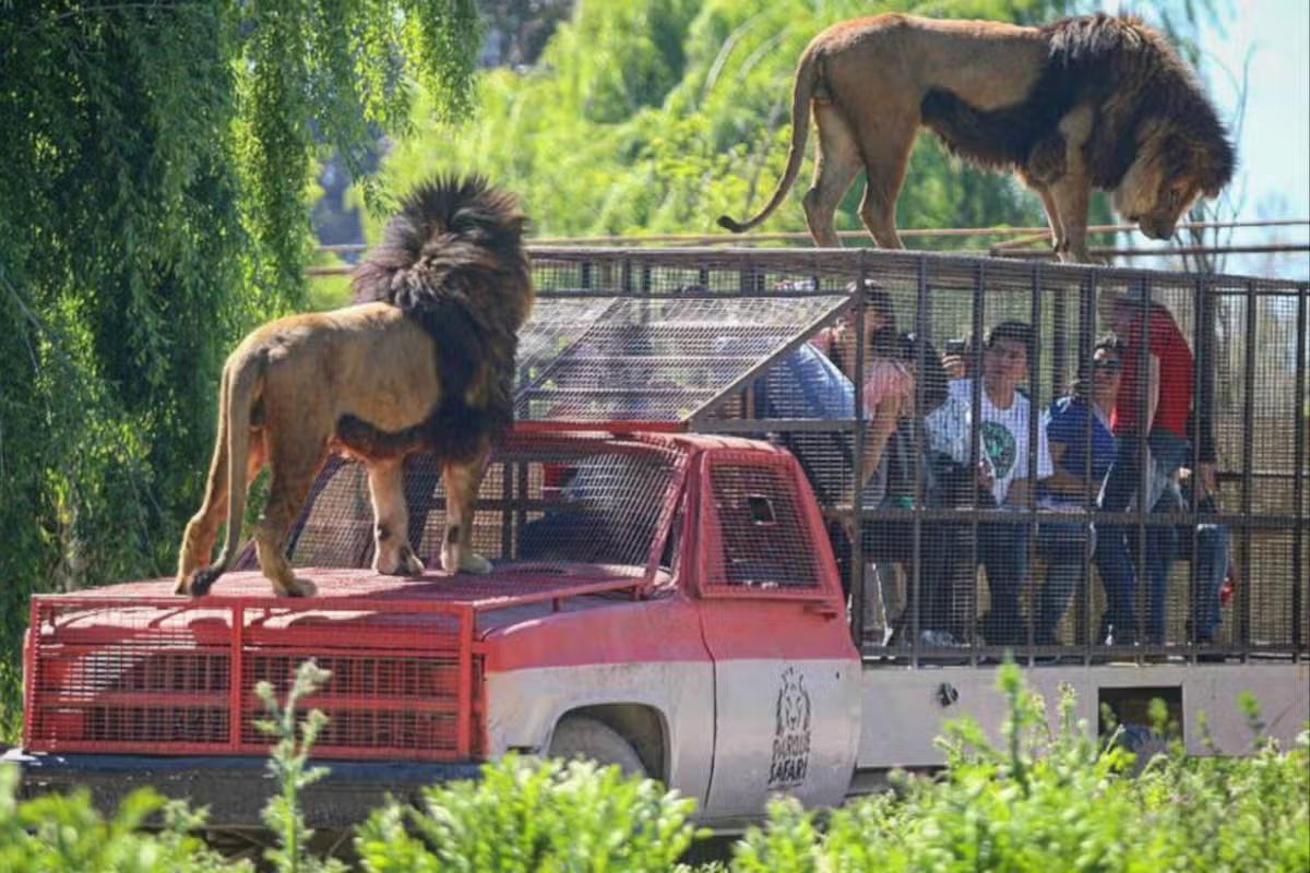 Rancagua Safari Park - Photo 24