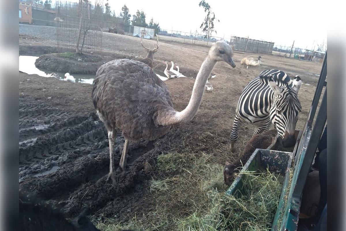 Rancagua Safari Park - Photo 25