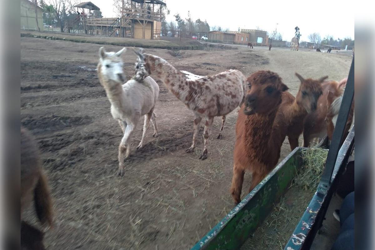 Rancagua Safari Park - Photo 26