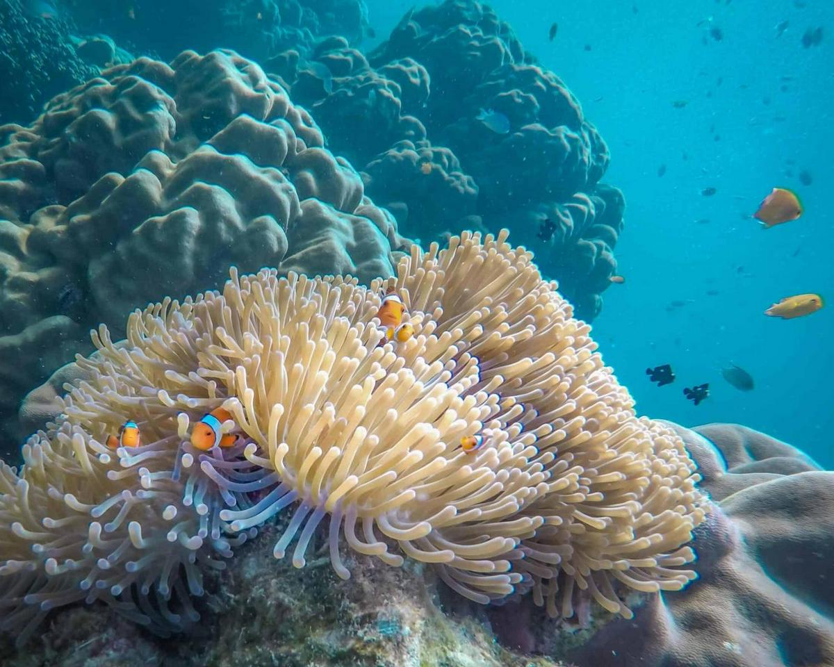 Ilhas Similan, manhã com guia de língua espanhola - Photo 5
