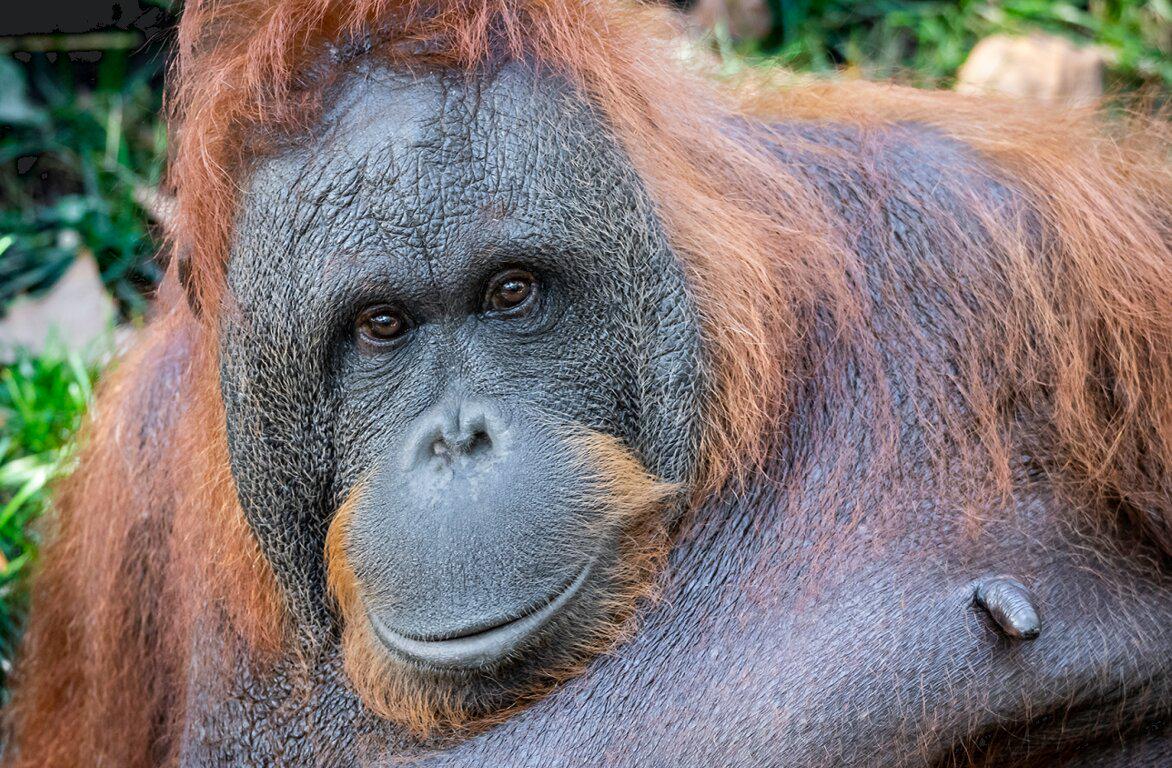 Barcelona Zoo - Photo 2