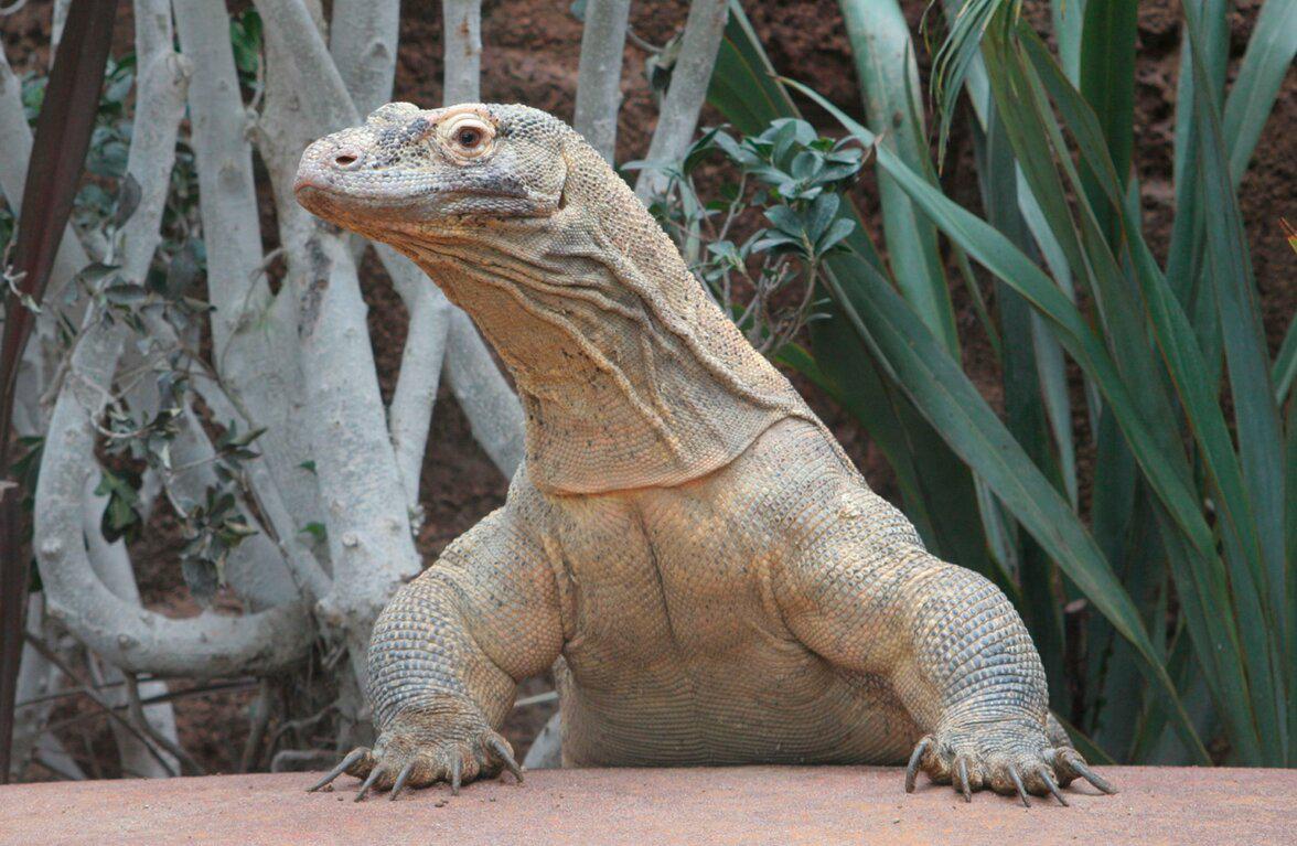 Barcelona Zoo - Photo 3