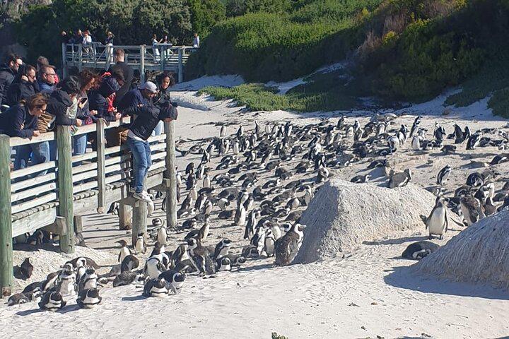 Da Cidade do Cabo Excursão para pequenos grupos com pinguins e focas na Península do Cabo - Photo 3