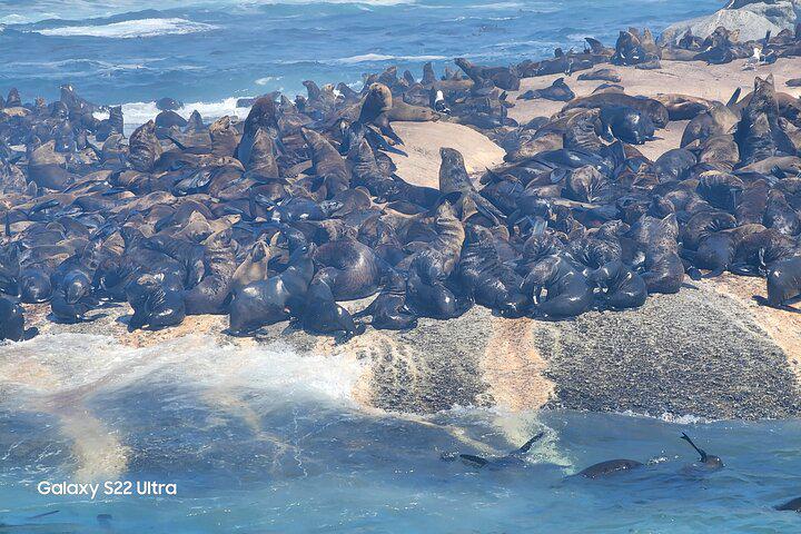 Da Cidade do Cabo Excursão para pequenos grupos com pinguins e focas na Península do Cabo - Photo 12