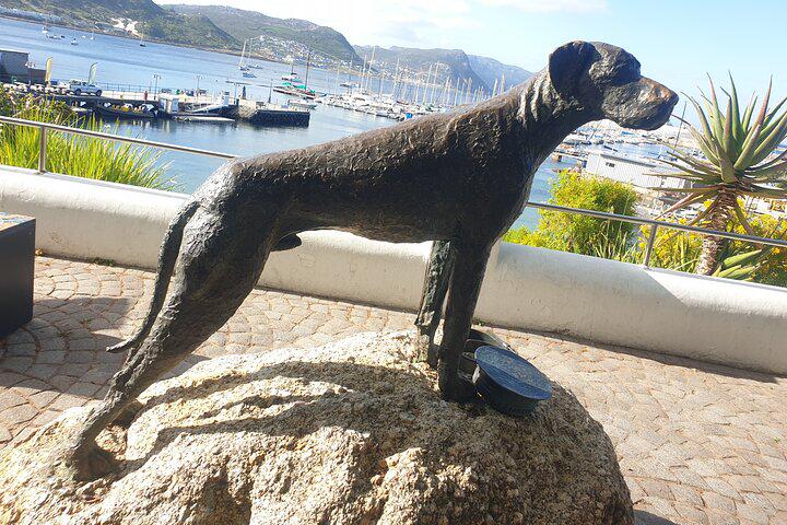 Da Cidade do Cabo Excursão para pequenos grupos com pinguins e focas na Península do Cabo - Photo 27
