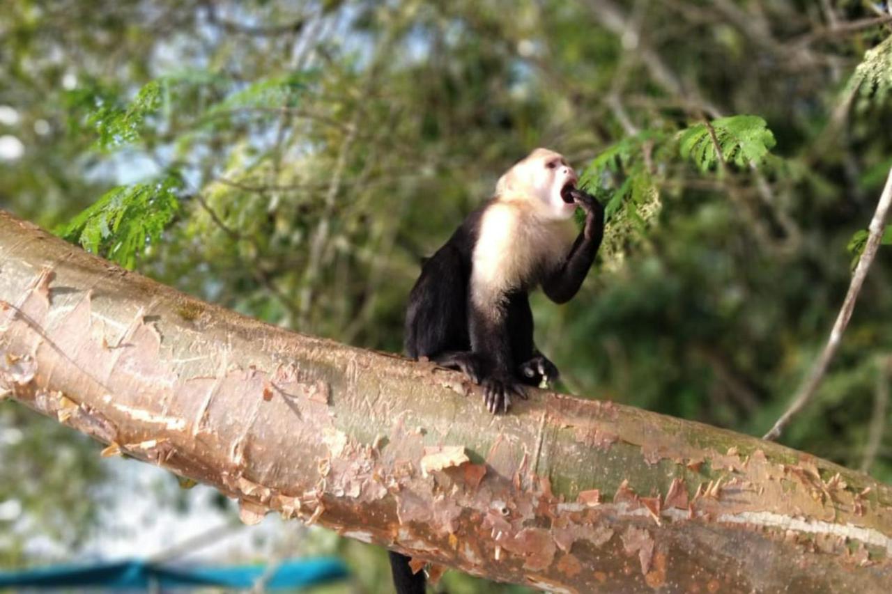 Monkey Island and Gatun Lake Nature Adventure - Photo 2
