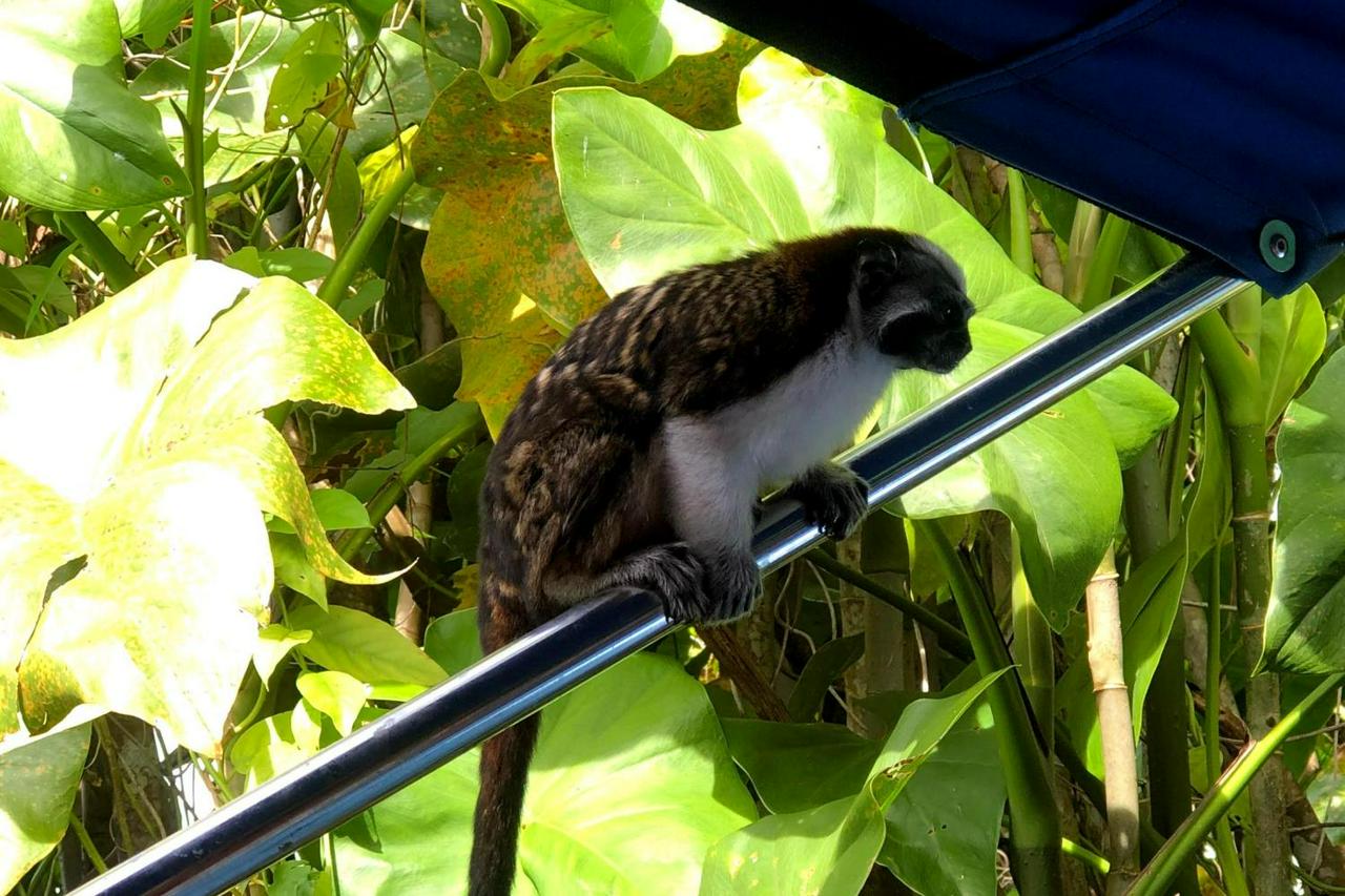 Cruise the Panama Canal and explore Monkey Island and the Sloth Sanctuary - Photo 2