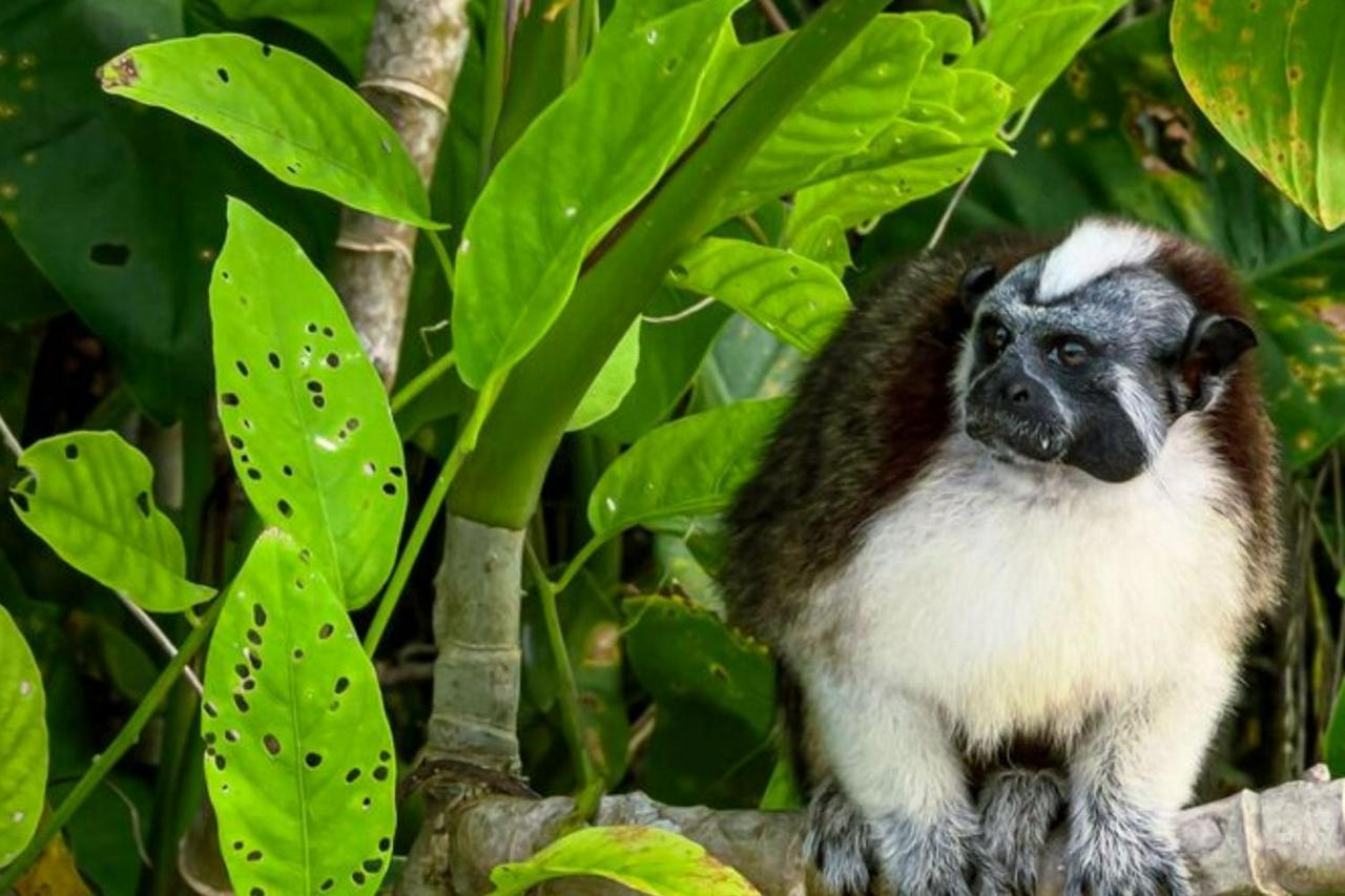 Cruise the Panama Canal and explore Monkey Island and the Sloth Sanctuary - Photo 3