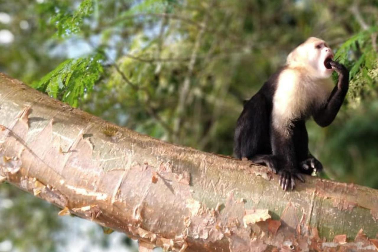 Cruise the Panama Canal and explore Monkey Island and the Sloth Sanctuary - Photo 4