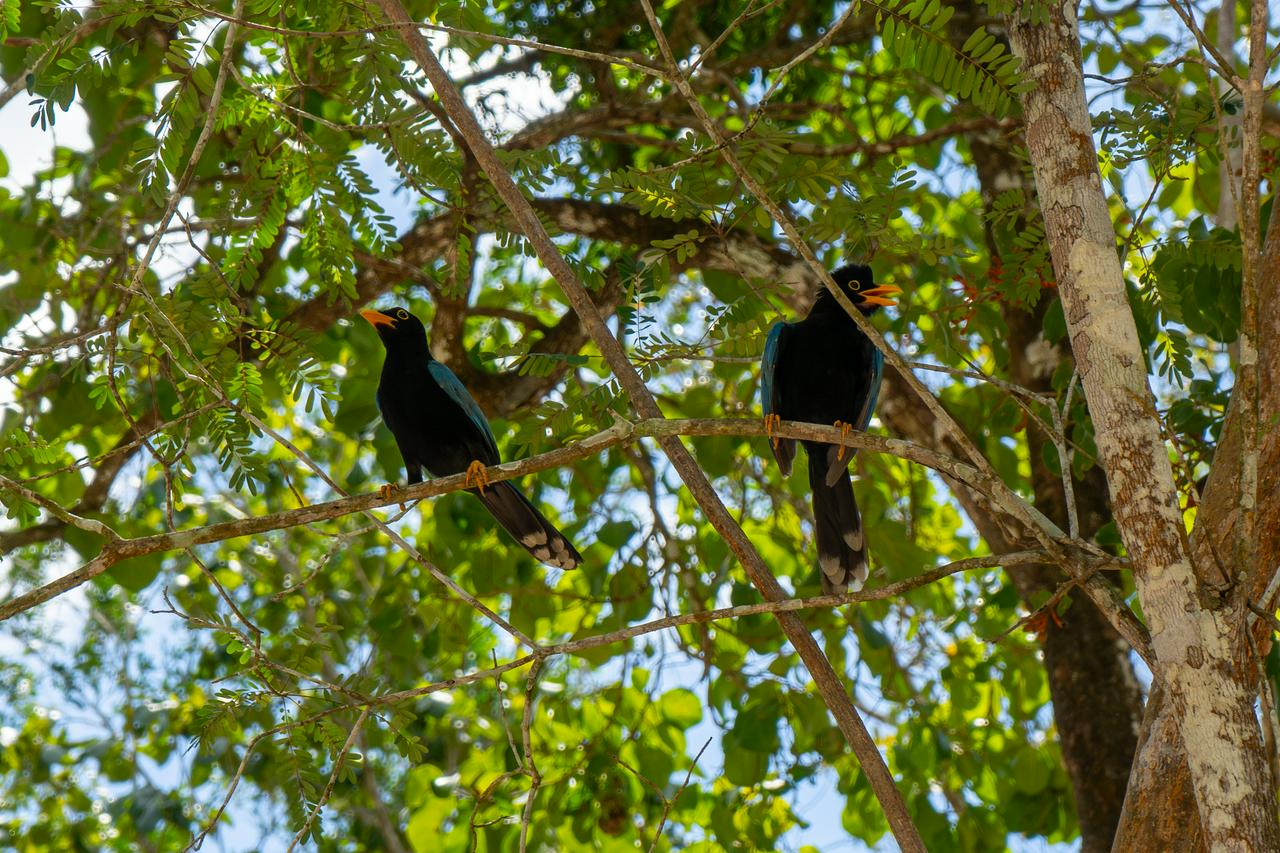 Turnê 3x1: Tulum, Coba e Cenote - Photo 6