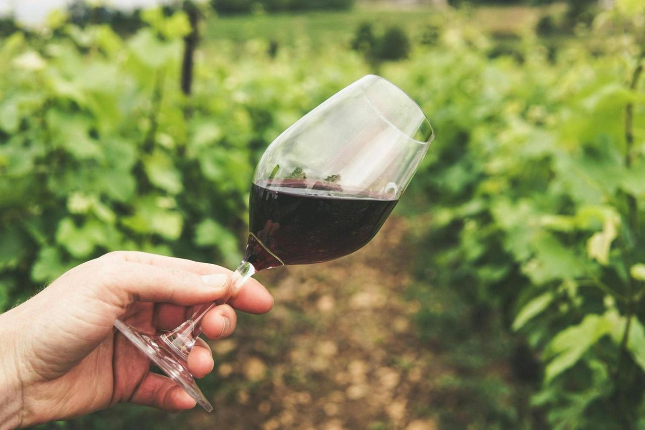 San Juan: Southern Wineries, with English-speaking guide - Photo 2