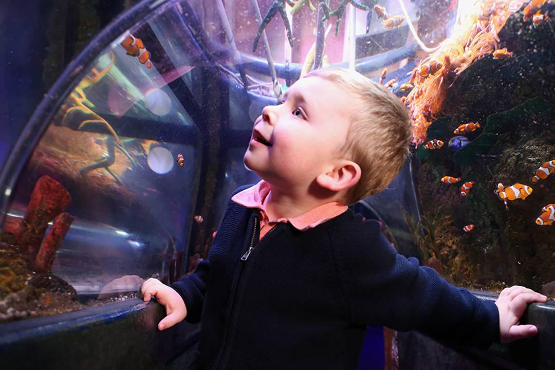 Conheca SEA LIFE Manchester - Photo 5