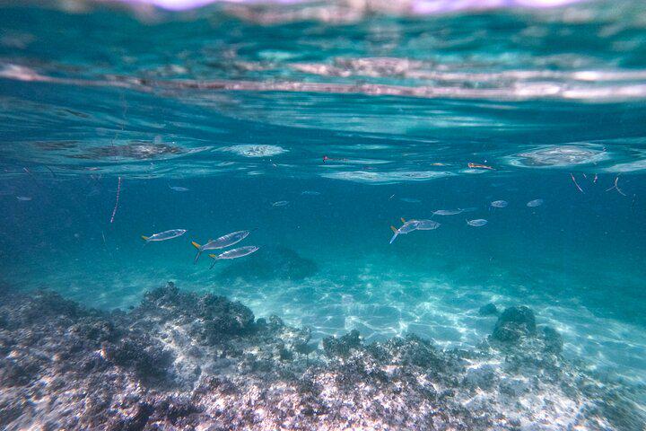 The Ultimate Punta Cana Party: Snorkeling, Open Bar, and Fun - Photo 6