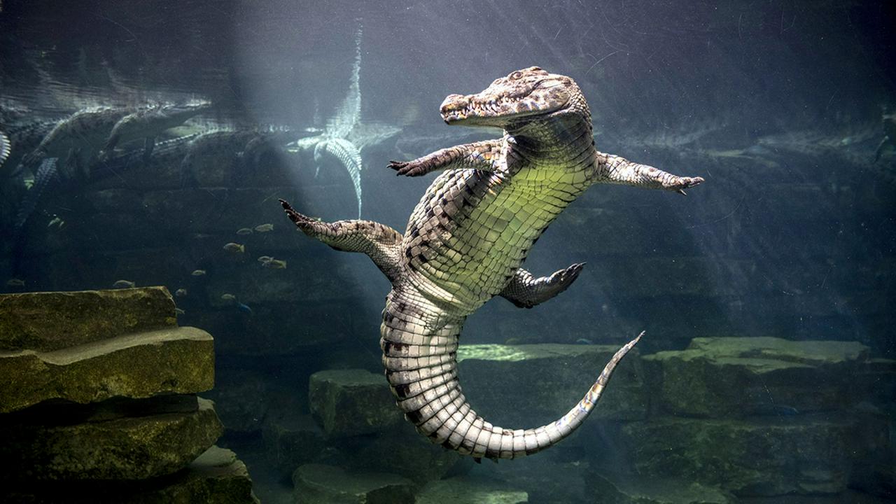 Dubai Crocodile Park Tickets - Photo 4