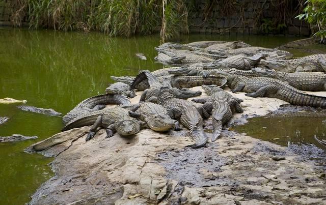 Dubai Crocodile Park Tickets - Photo 5