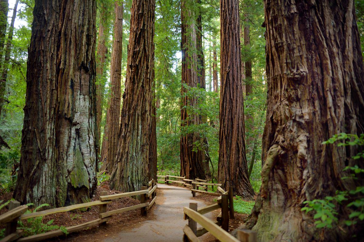 Muir Woods Tour in San Francisco - Photo 2