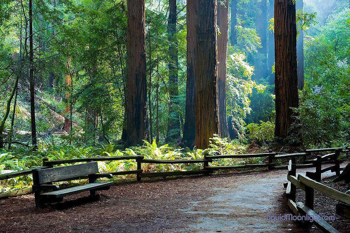 Muir Woods Tour in San Francisco - Photo 5